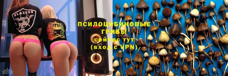 Галлюциногенные грибы Psilocybe  где купить наркоту  блэк спрут   Дзержинский 